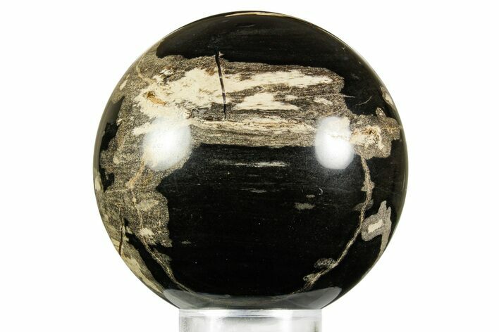 Polished Petrified Wood (Schinoxylon) Sphere - Wyoming #370893